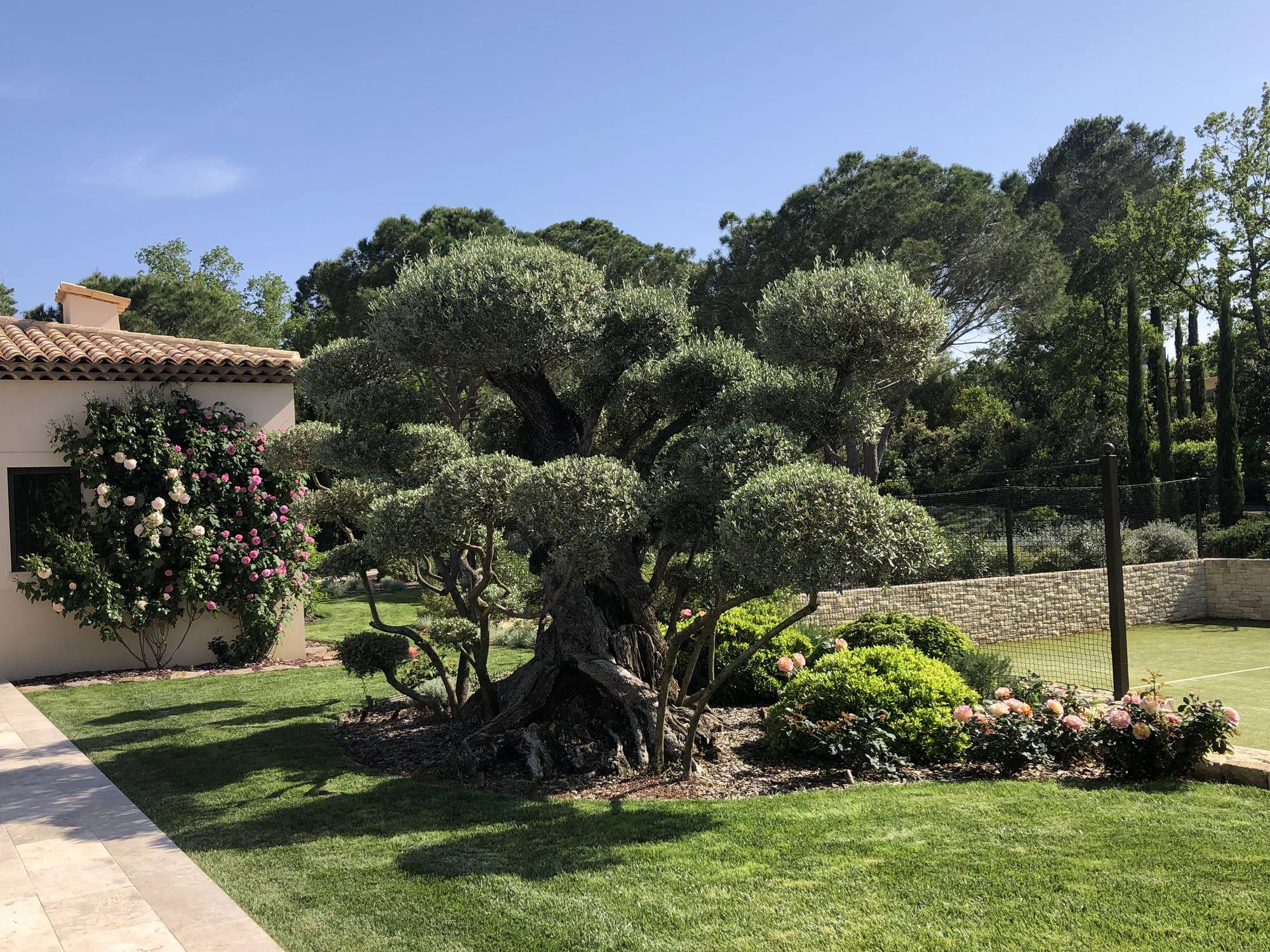 Plantation d'arbres exceptionnels - Tourettes