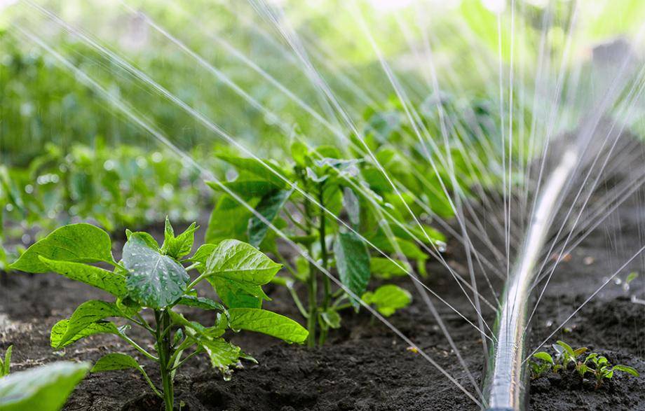 Achat et Installation de Système d'Arrosage Automatique pour Potager à Ste Maxime
